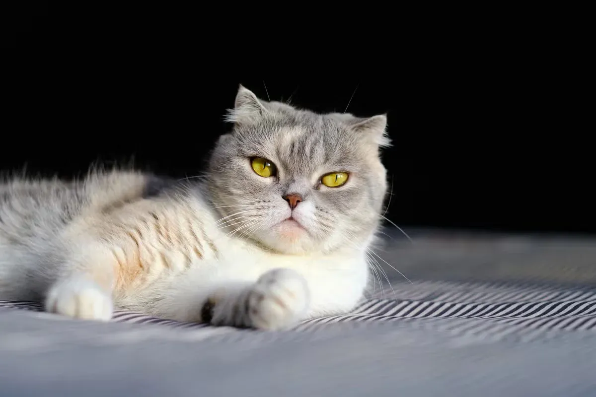 These sweet-natured cats are wonderful choices for families and first-time owners.