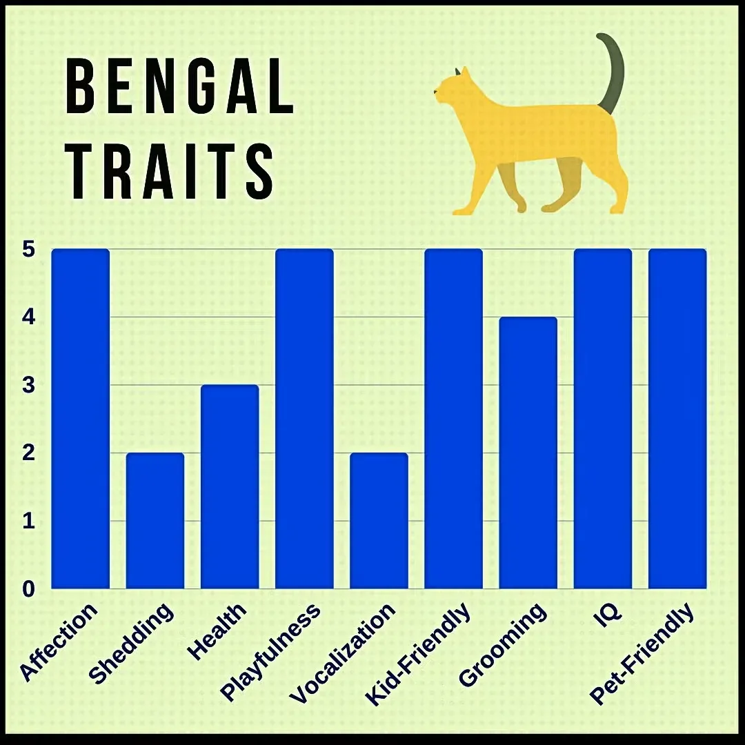Bengal Cat Traits