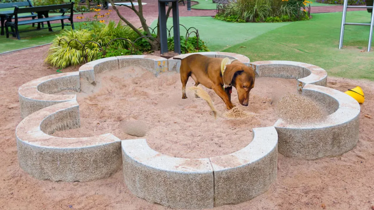 A dog playing in a sand box