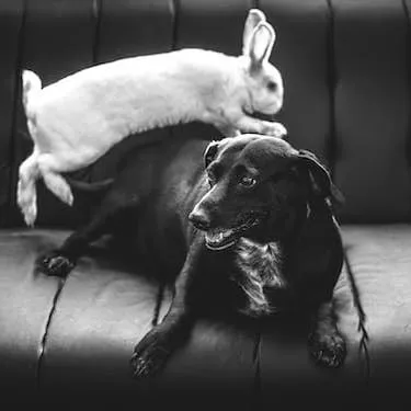 Choosing a Canine Companion That Coexists With Your Pet Rabbit