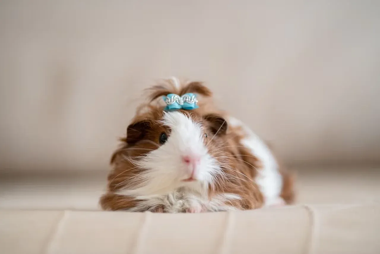 A female guinea pig wearing a bow.