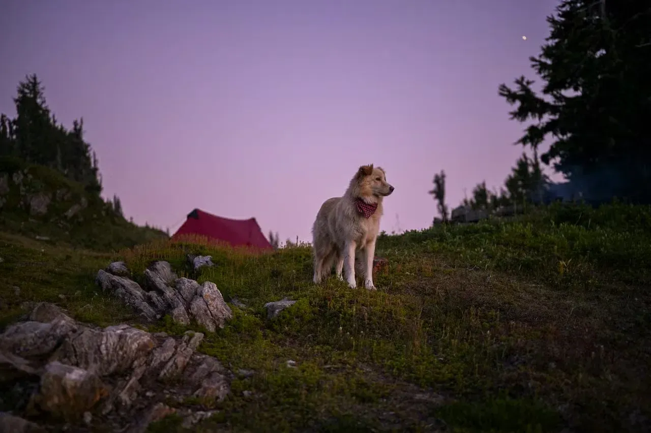 A fluffy dog camping in the mountains.