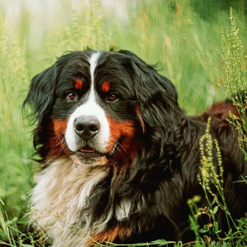 300 Bernese Mountain Dog Names with Meanings: A Complete Guide