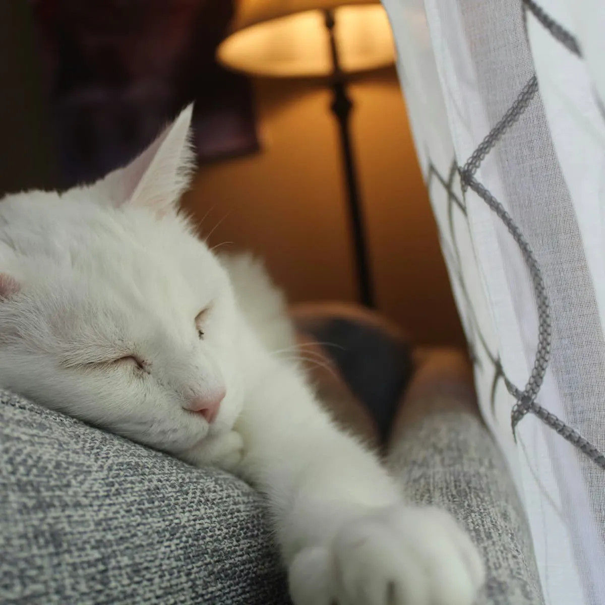 Administering Subcutaneous Fluids to Your Cat: A Home Guide