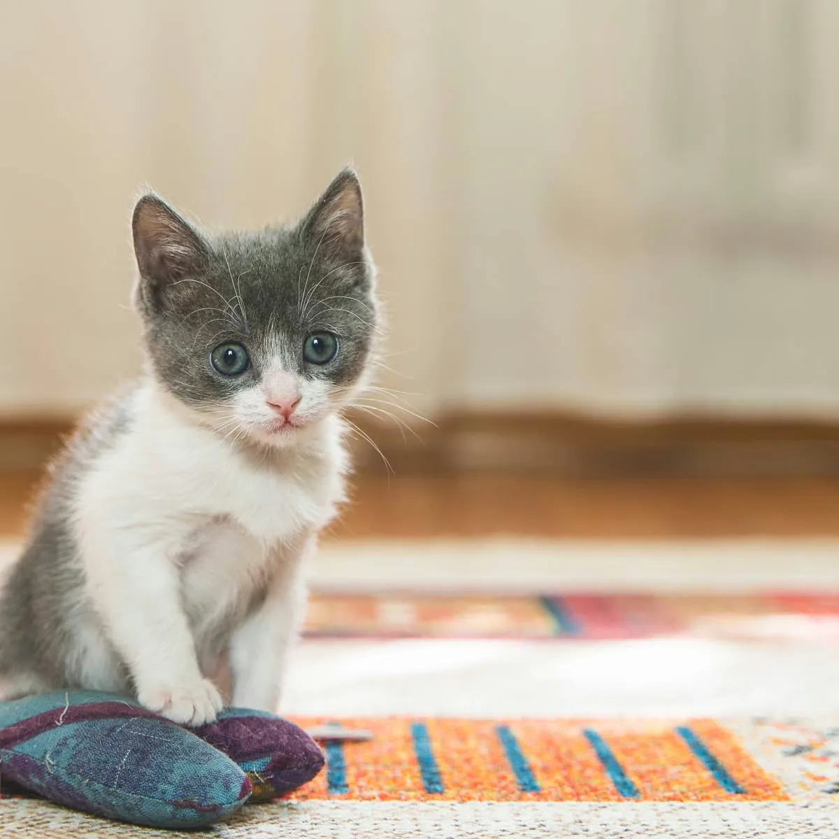 Kitten Rescued from Industrial Adhesive Becomes Beloved Companion
