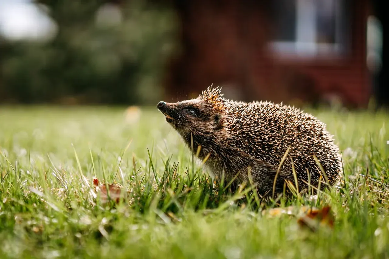 A little hedgehog on a lawn.