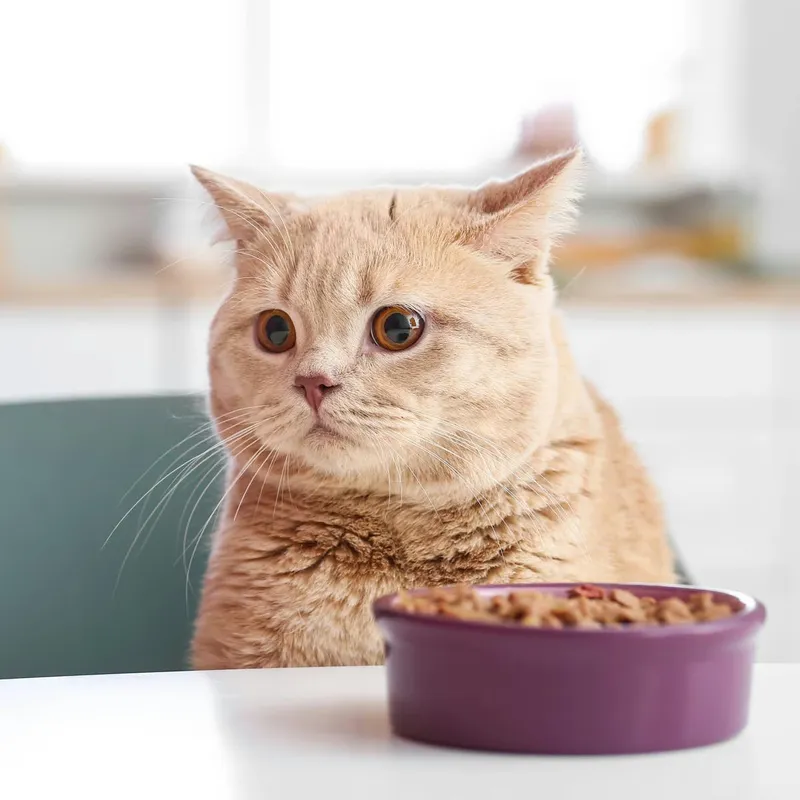 Wayfair's Yamazaki Home Raised Pet Bowl: A Clean-Looking Feeding Station