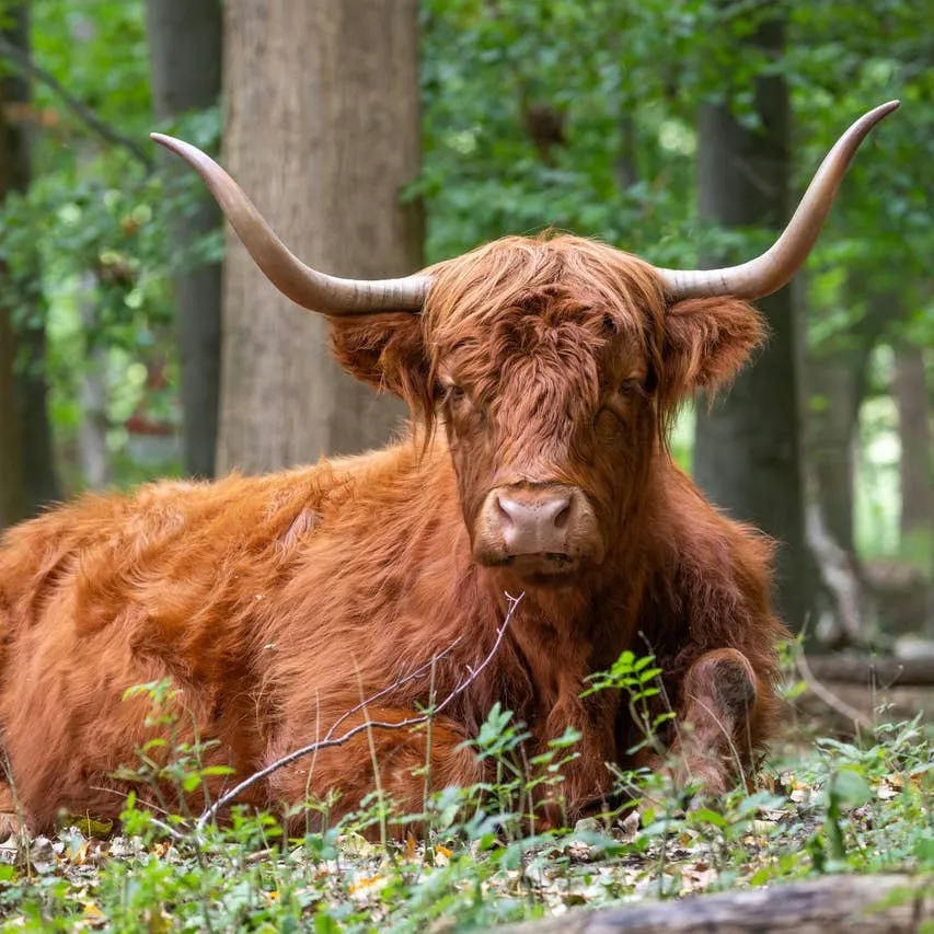 Highland Cow Name Ideas: 250 Adorable Options for Your Fluffy Friend