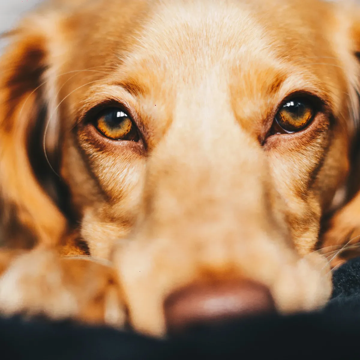 Home Management of Ear Mites in Dogs: Olive Oil and Other Options