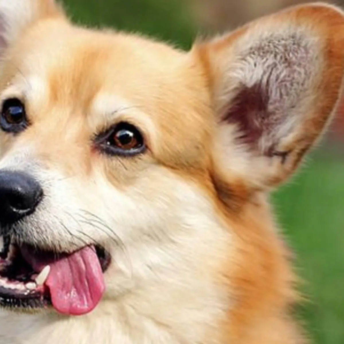 The Curious Case of Canine Consumption: Understanding Why Dogs Eat Grass and Other Odd Items