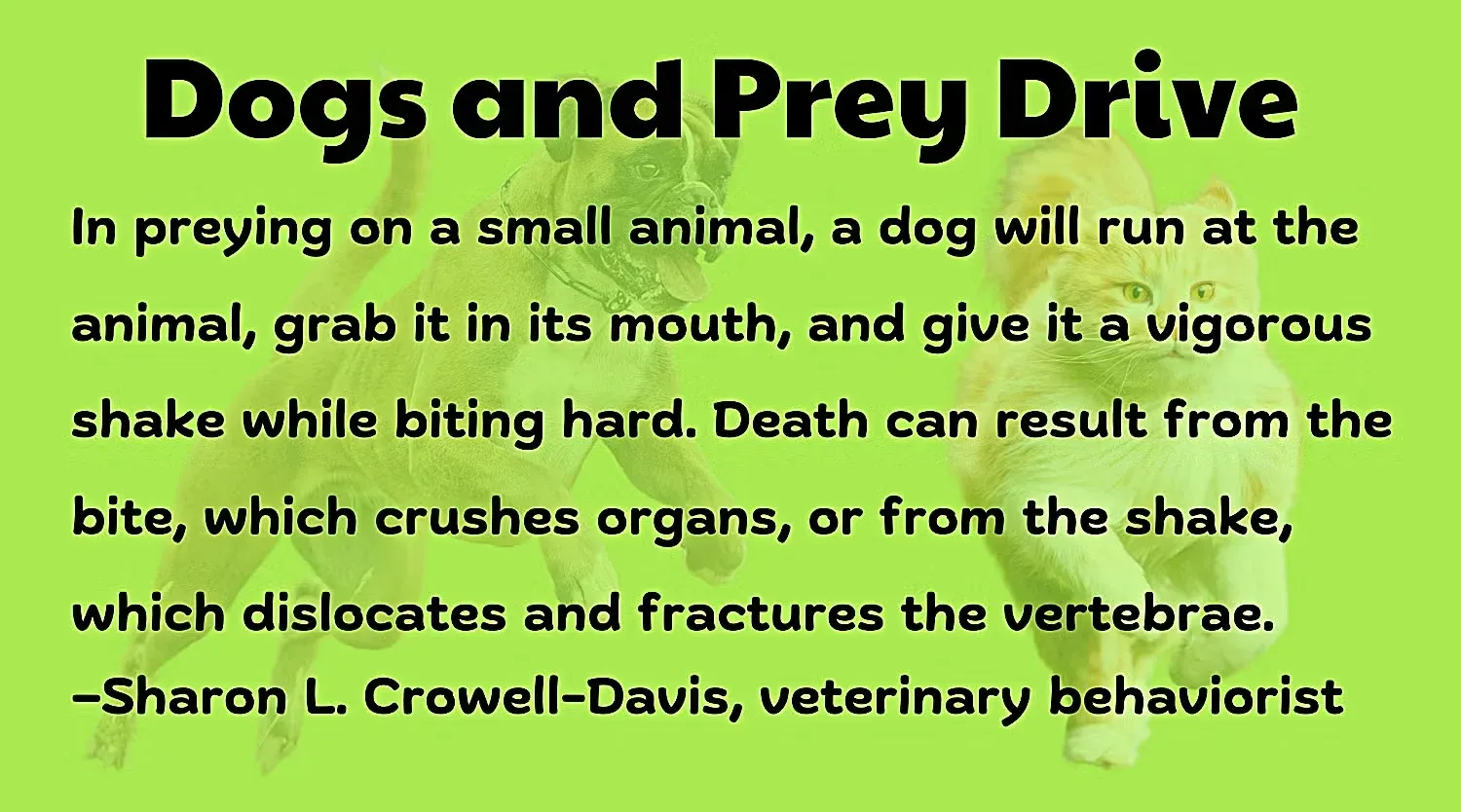 Dogs and Prey Drive Infographic