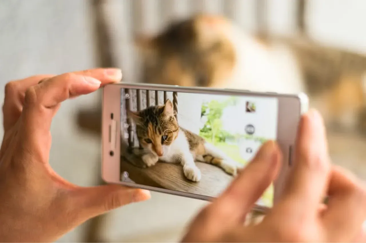 Cat picture on phone