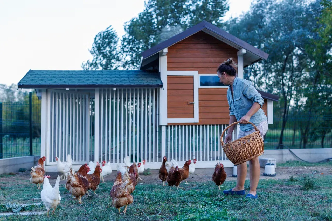 A woman feeding her chickens in front of a tall chicken coop.