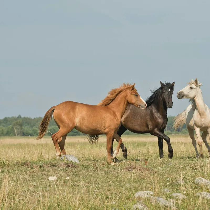 Matching Horse Size to Rider: What You Need to Know Beyond the 20% Rule