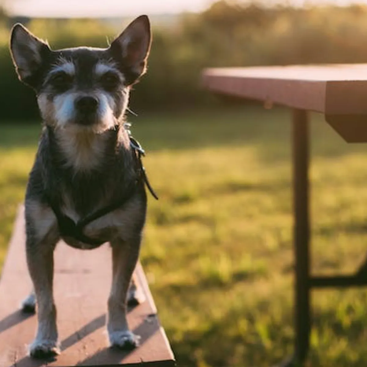 Chronic Canine Otitis: Causes, Care, and Why It Reappears