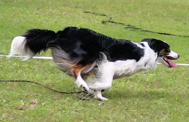 Border Collie running