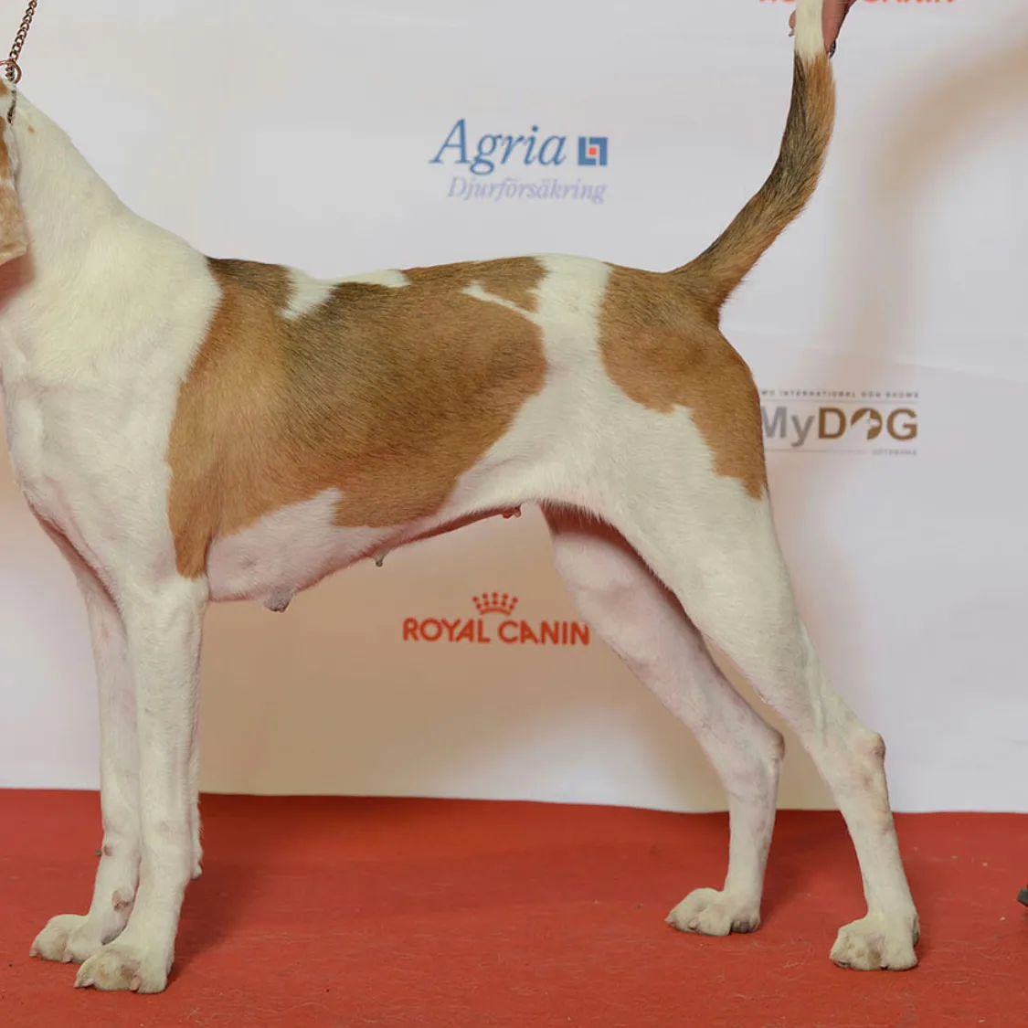 American Foxhound: Tracing the Heritage and Traits of a Distinguished Hound