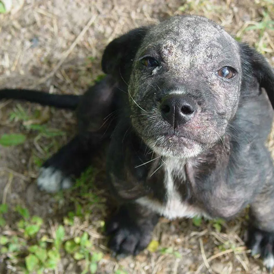 Managing Dog Mange at Home: What Works and What to Avoid