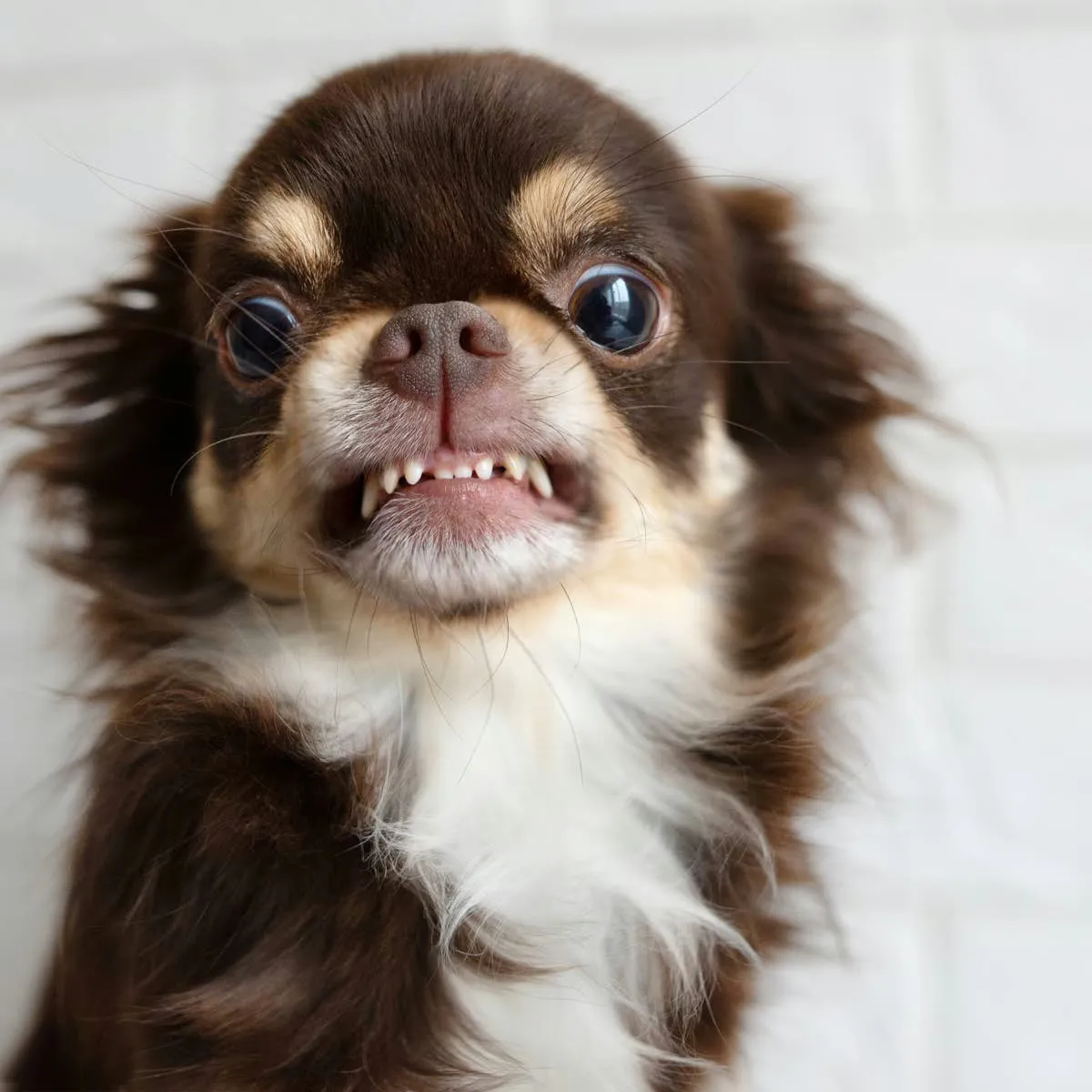 This 13-Year-Old Chihuahua's Epic Stink Eye After Mom Sneaks Meds in a Treat Has the Internet Howling