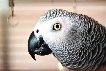 Gray parrot learning to talk