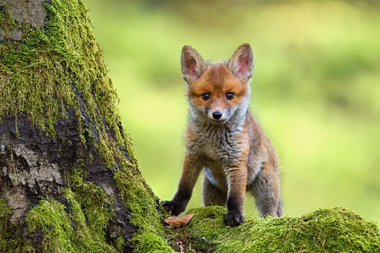 A tiny fox kit standing on a mossy rock.