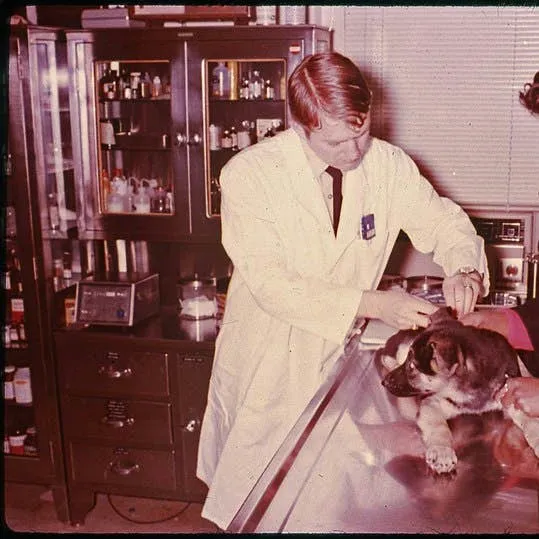 Understanding Seizures in Dogs: From Causes to Care
