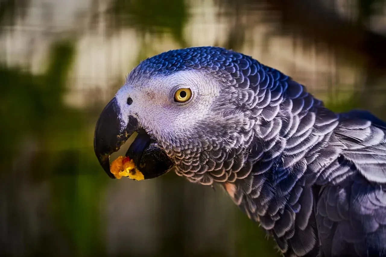 An African Grey parrot eating some fruit.