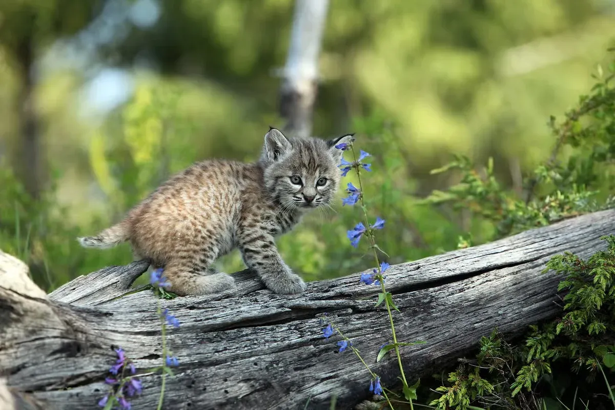 Closeup of a bobcat kitten on a fallen tree branch.
