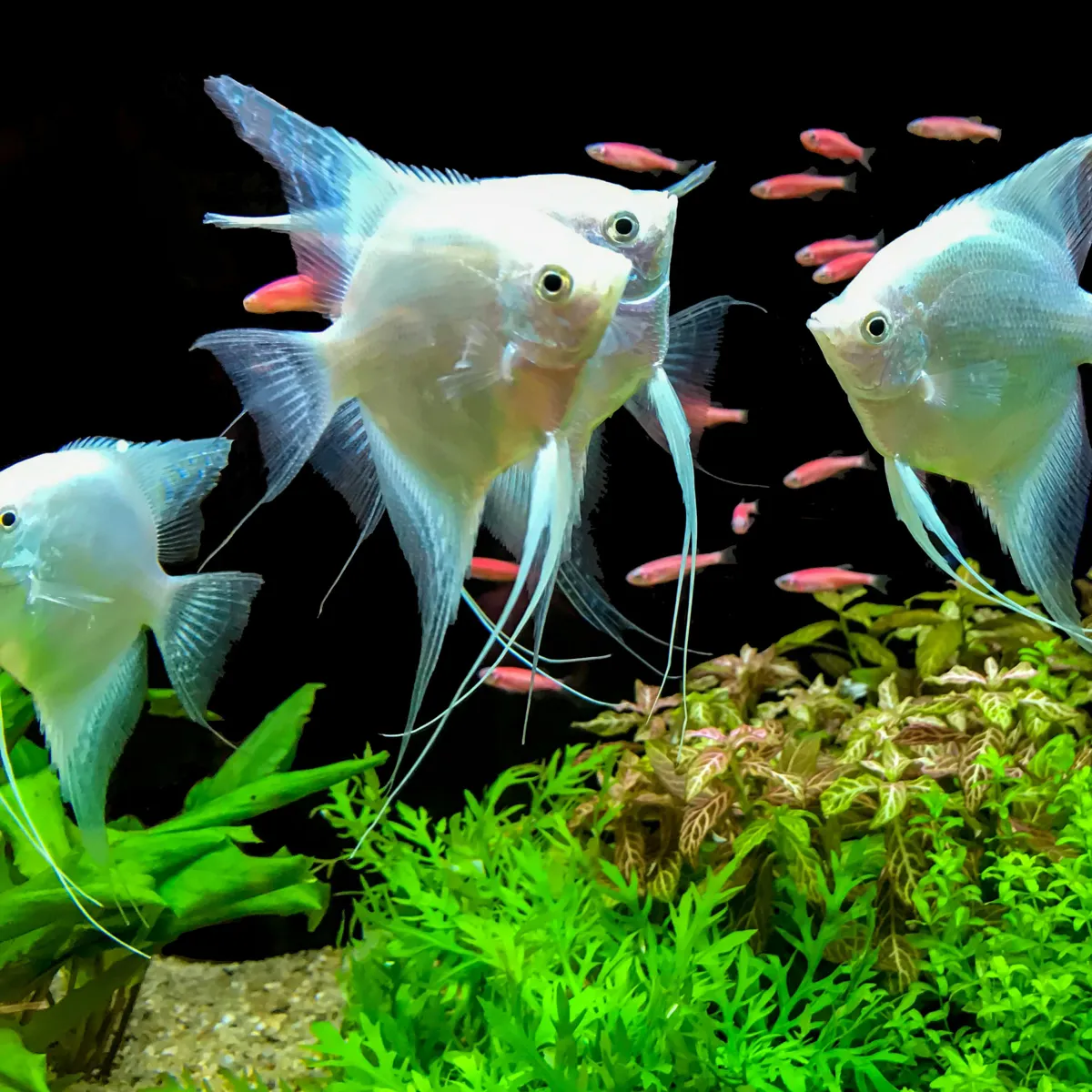 A Step-by-Step Guide to Safely Introducing Fish into a New Tank