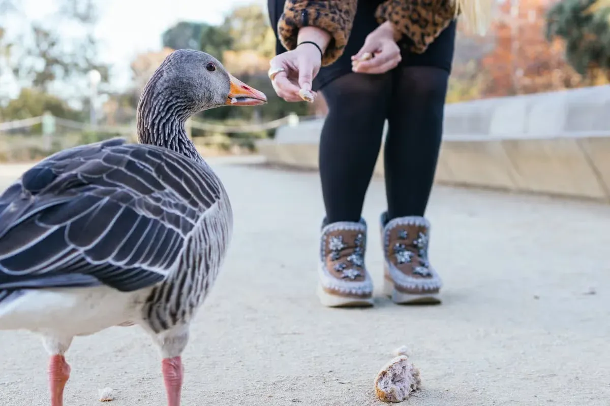 A duck getting fed snacks.