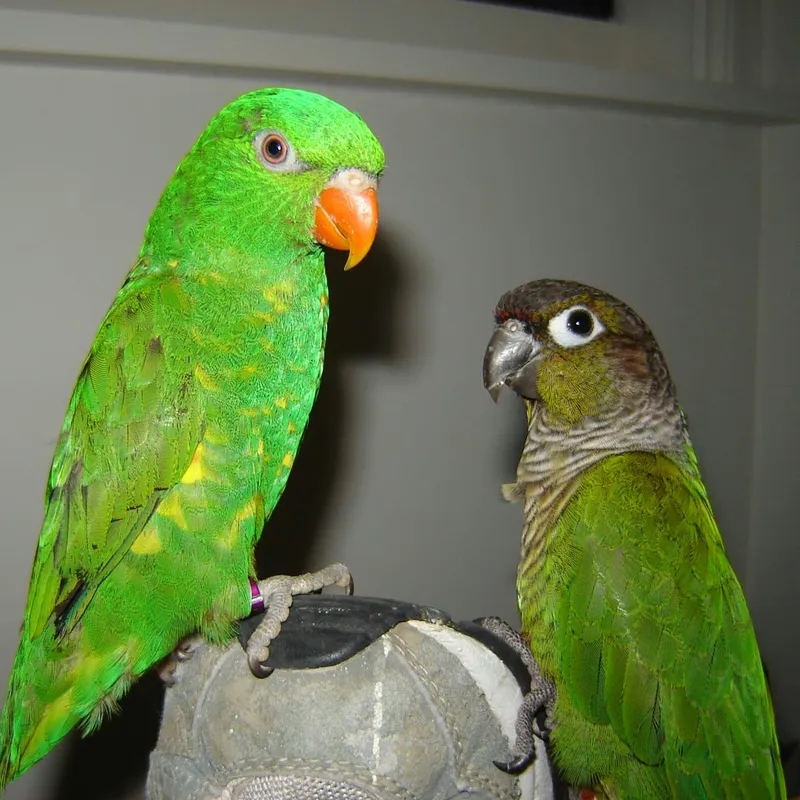 Scaly-Breasted Lorikeets: What to Expect as a Pet and in the Wild