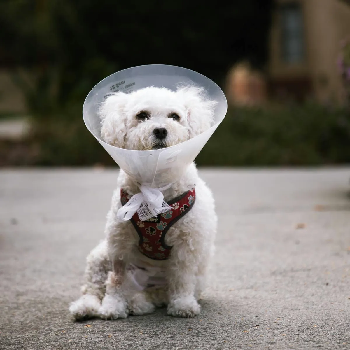 Post-Cystotomy Urinary Changes in Dogs: When Should Owners Be Concerned?
