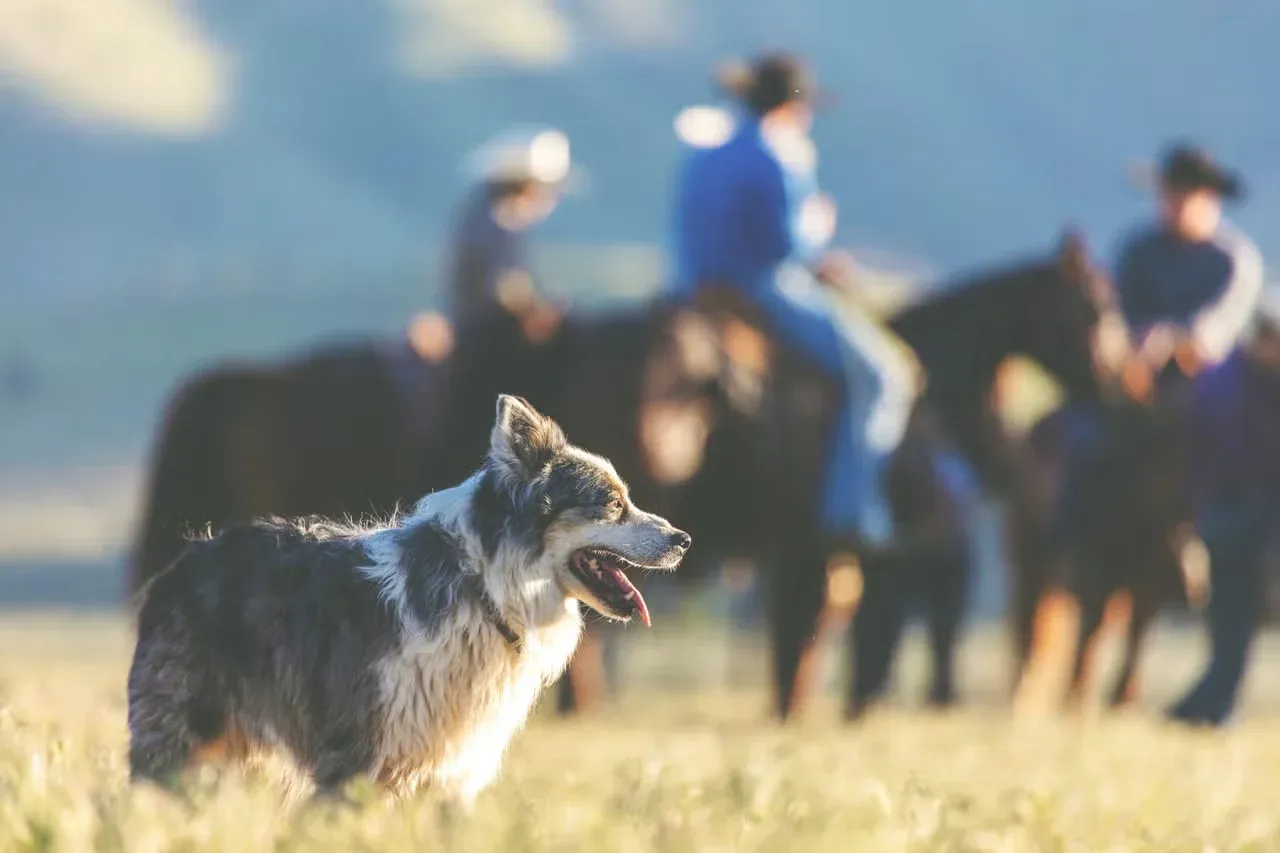 A western dog out on the range with cowboys.