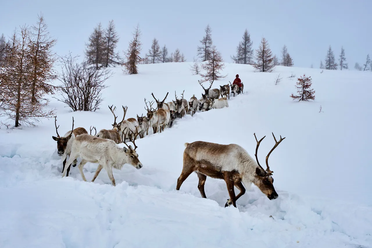 A group of reindeer walking through the snow.