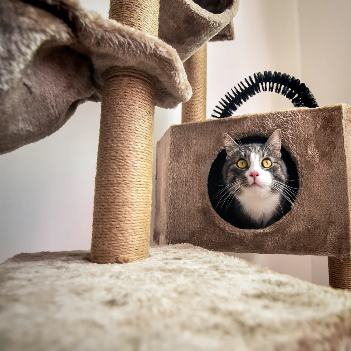 How to Improve Life for Your Indoor Cats: 10 Practical Steps