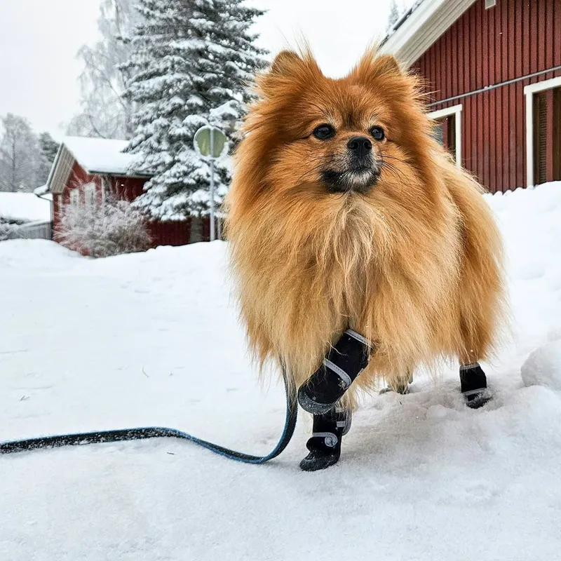 Fleece-Lined Winter Dog Boots From Muttluks Offer Paw Protection on Chewy