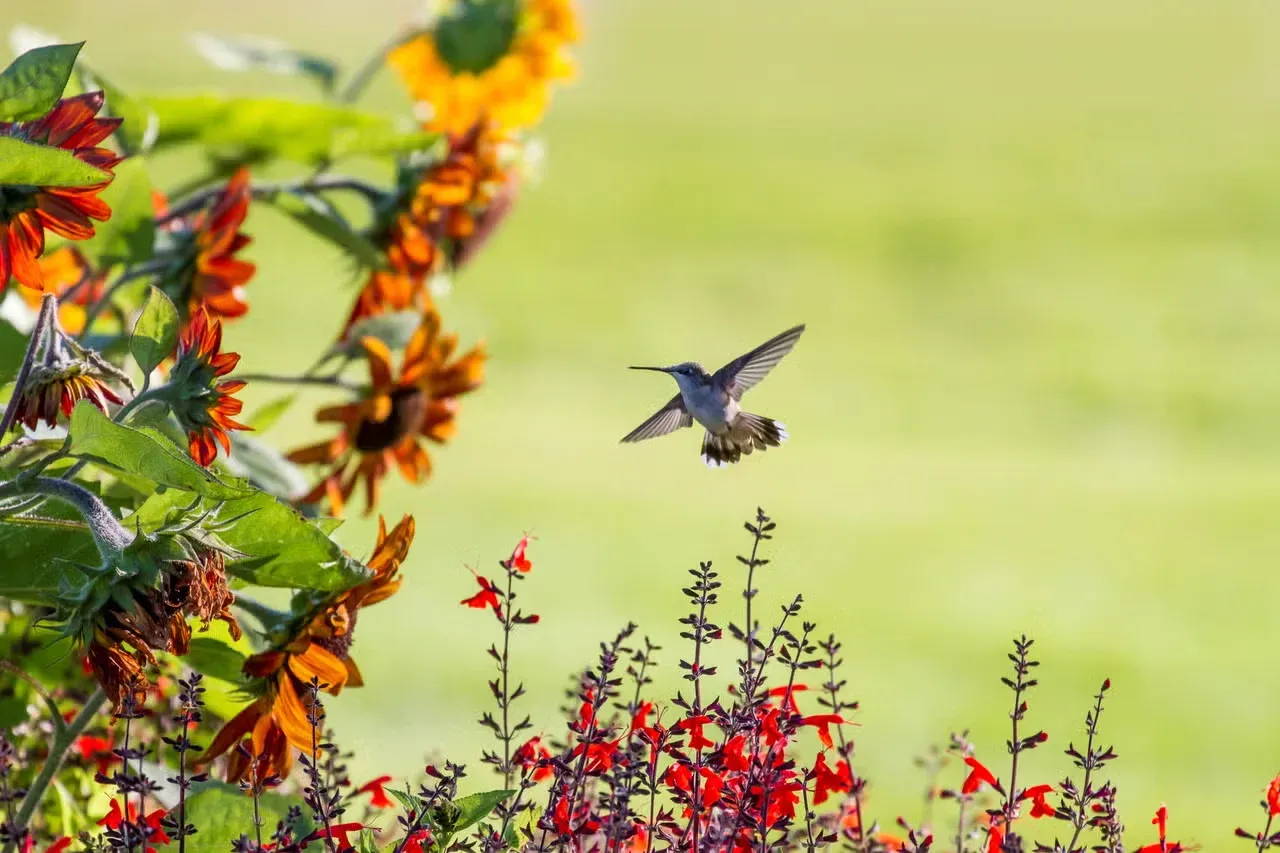 A hummingbird flying towards a floral garden.