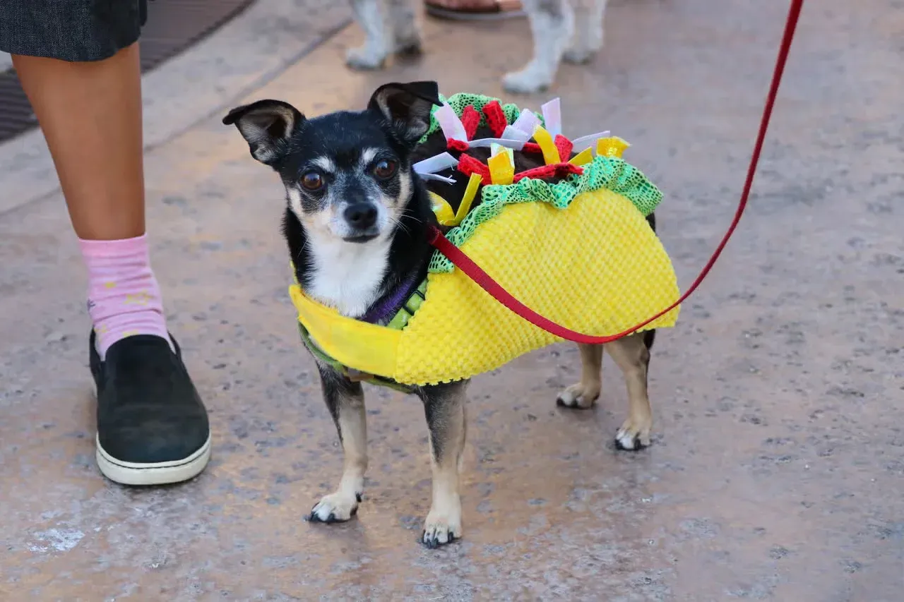A cute Chihuahua dressed as a taco.