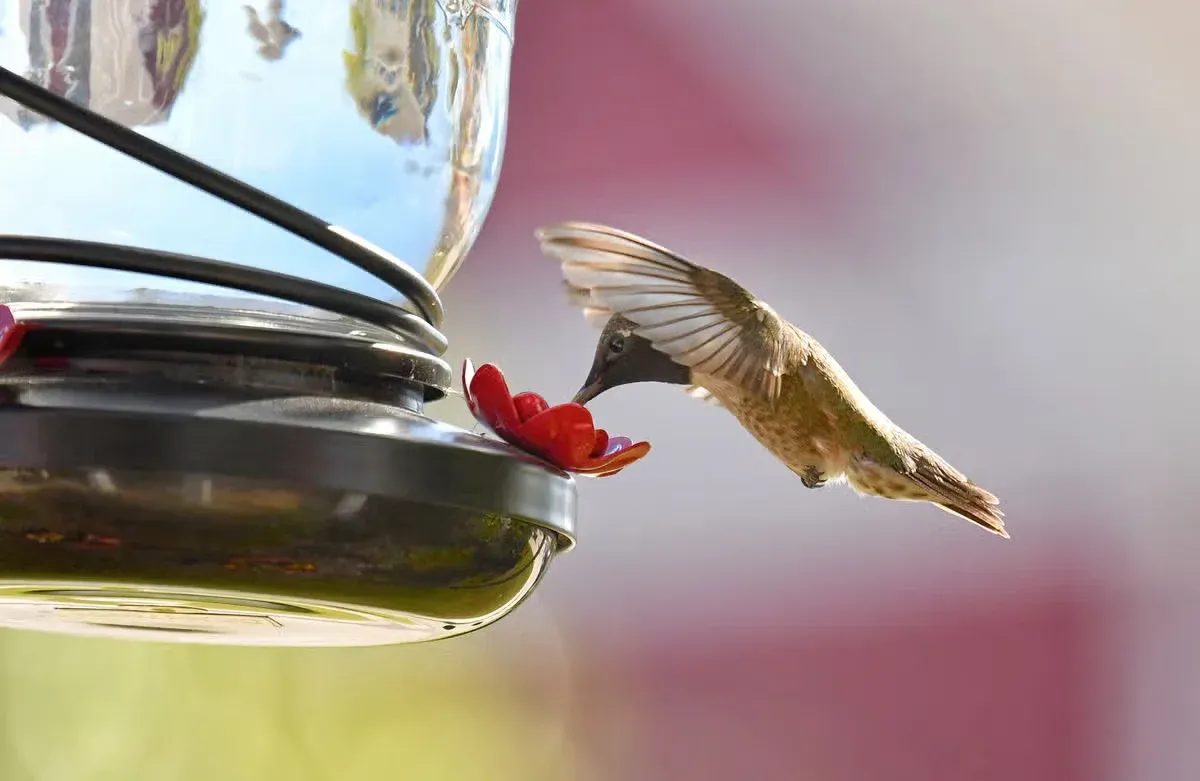 The last hummingbird of the season may arrive later than you expect.