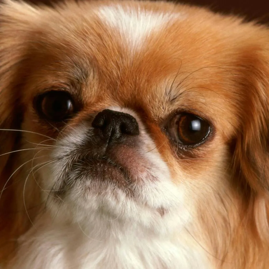 Japanese Chin: A Look at the Enduring Appeal of This Noble Toy Breed