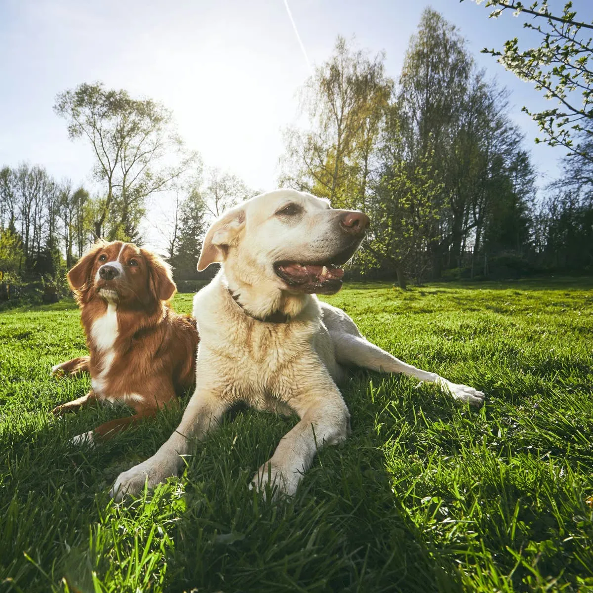 Dogs Miraculously Survive Junkyard Blaze, Reunite with Florida Family