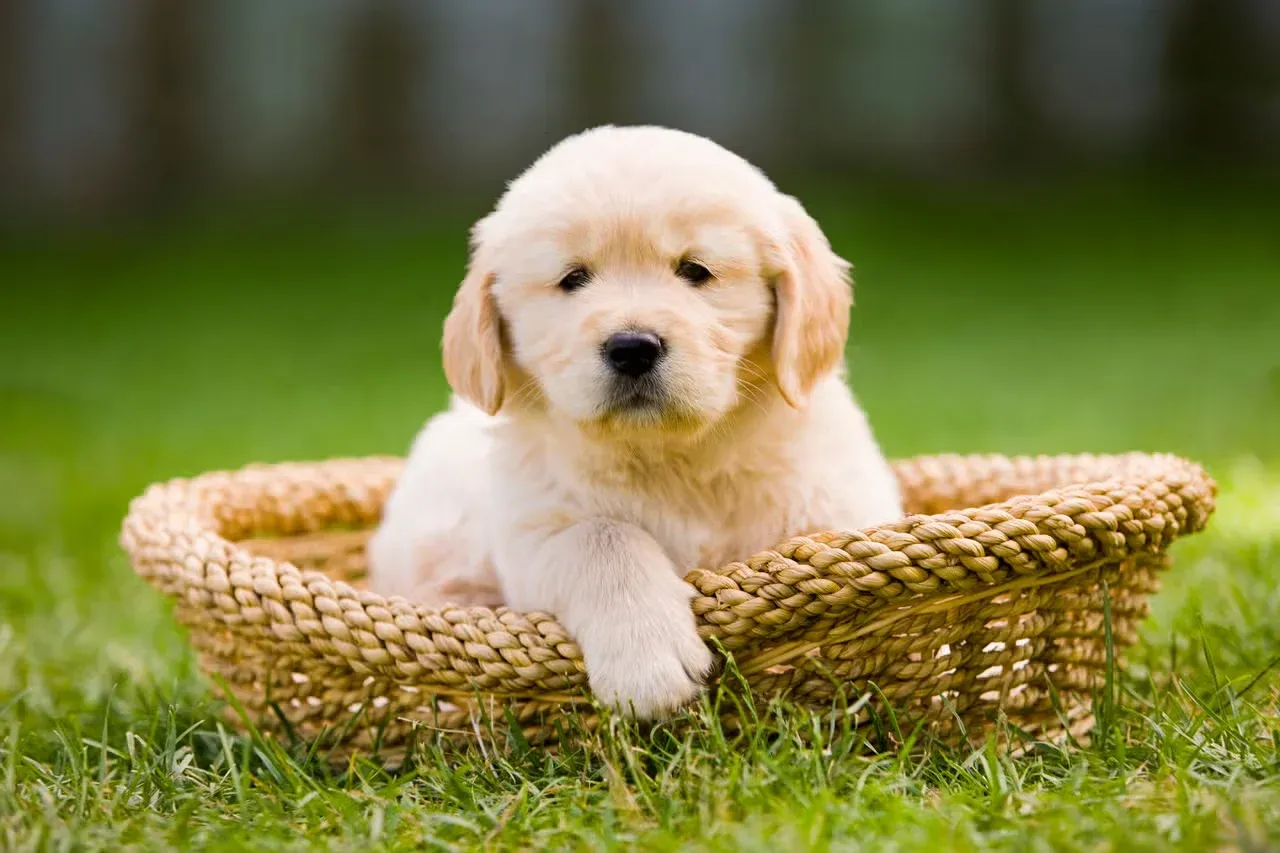 A Golden Retriever puppy sitting in a basket.