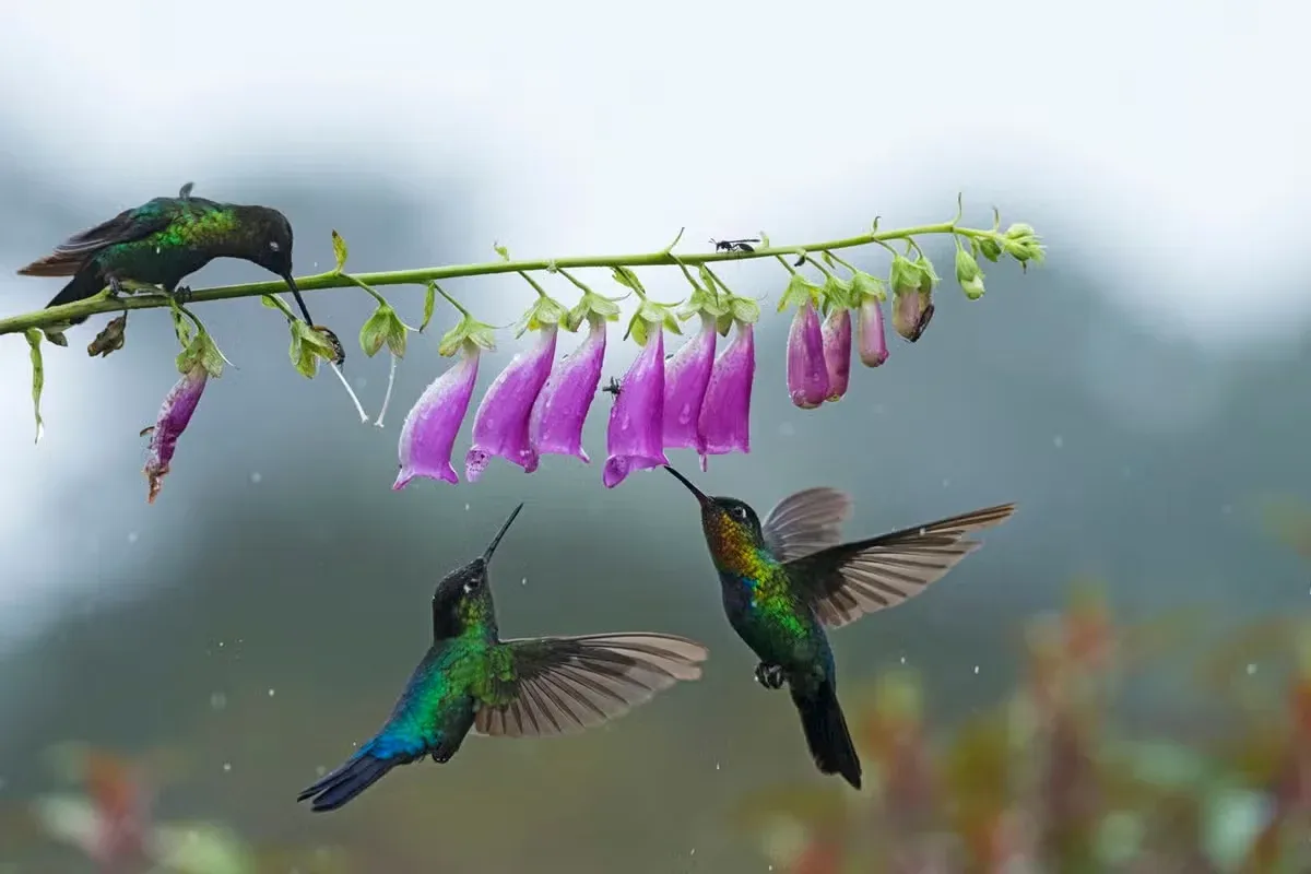 Many people look for meaning when a bird appears.