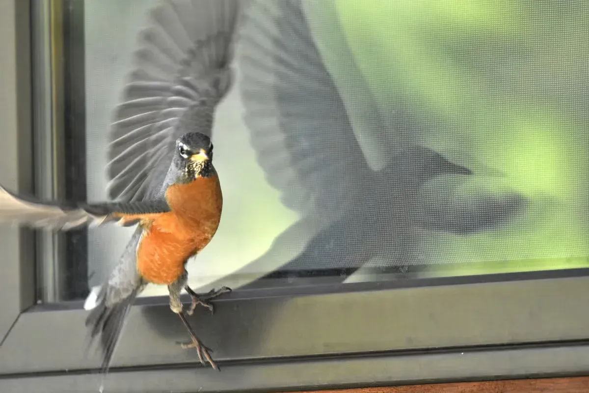 A robin visiting someone's home window.