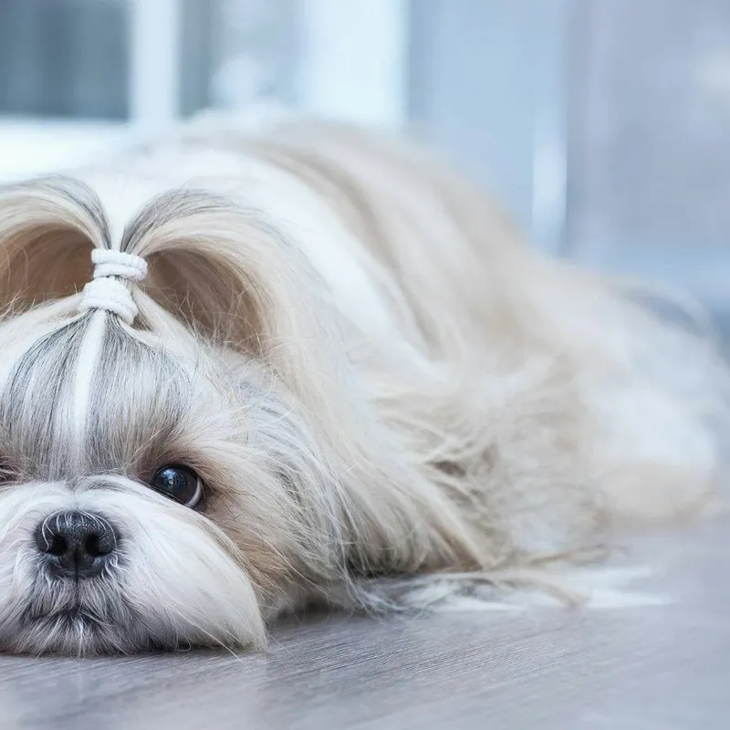 Shih Tzu Dogs: A Complete Handbook for Owners and Admirers