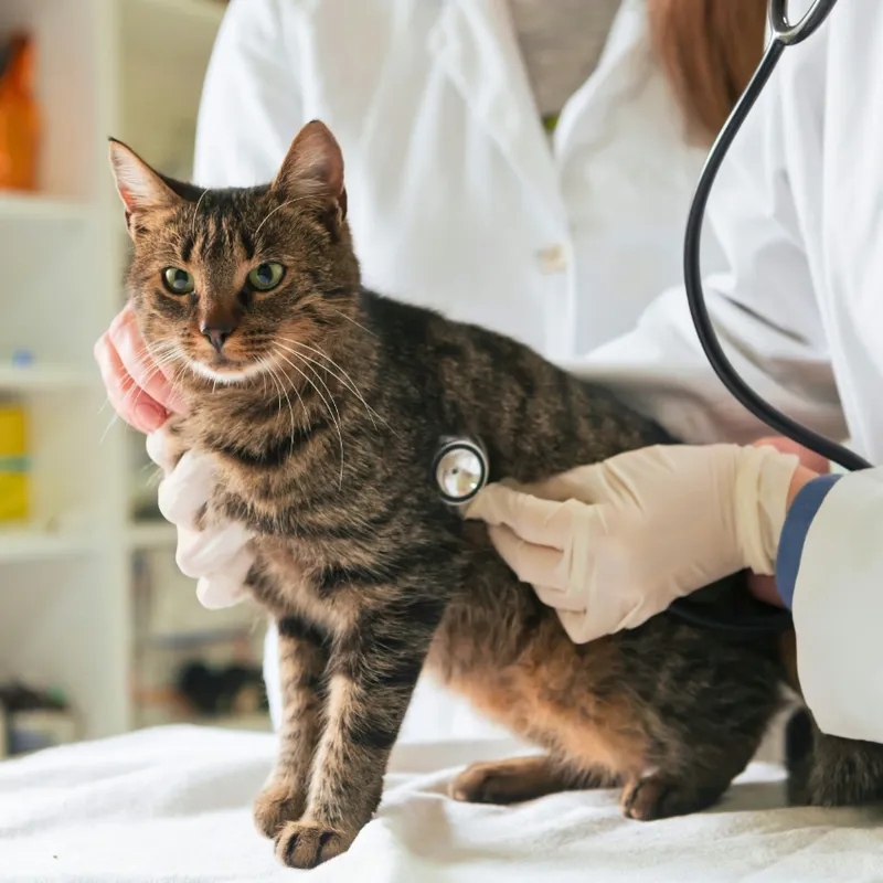Indoor Cats and Veterinary Visits: What the Evidence Says About Annual Exams