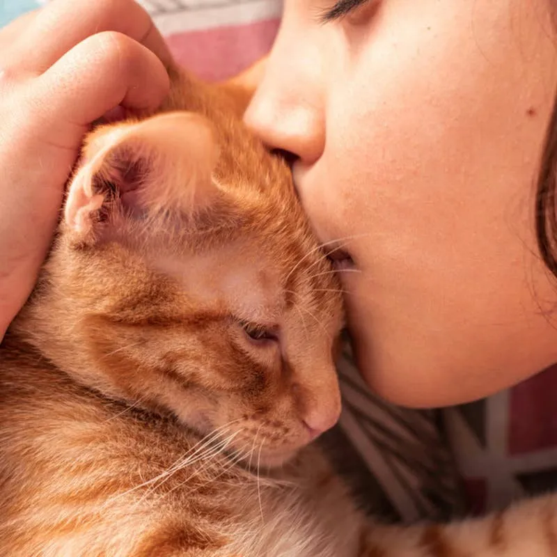 A $10 T.J. Maxx Find Gives Cat Owners a Place to Keep Precious Keepsakes