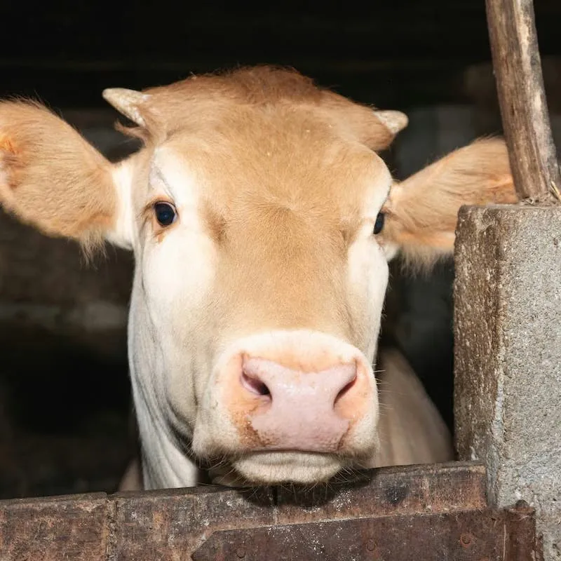 Farm Animals Line Up for Bedtime Affection in Heartwarming Clip