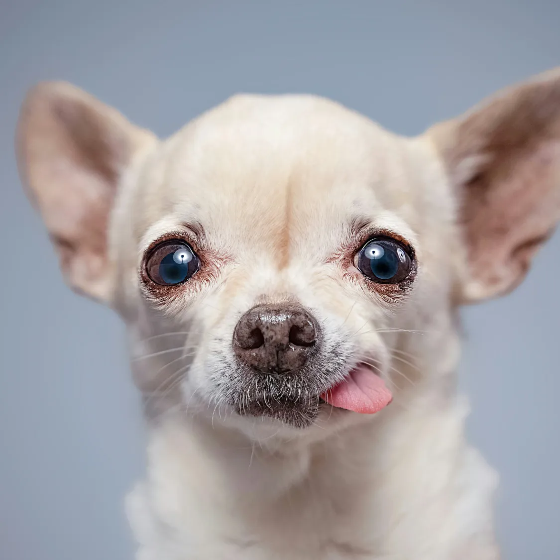 Dog on Long-Term Benadryl: Managing Congestion and Coughing
