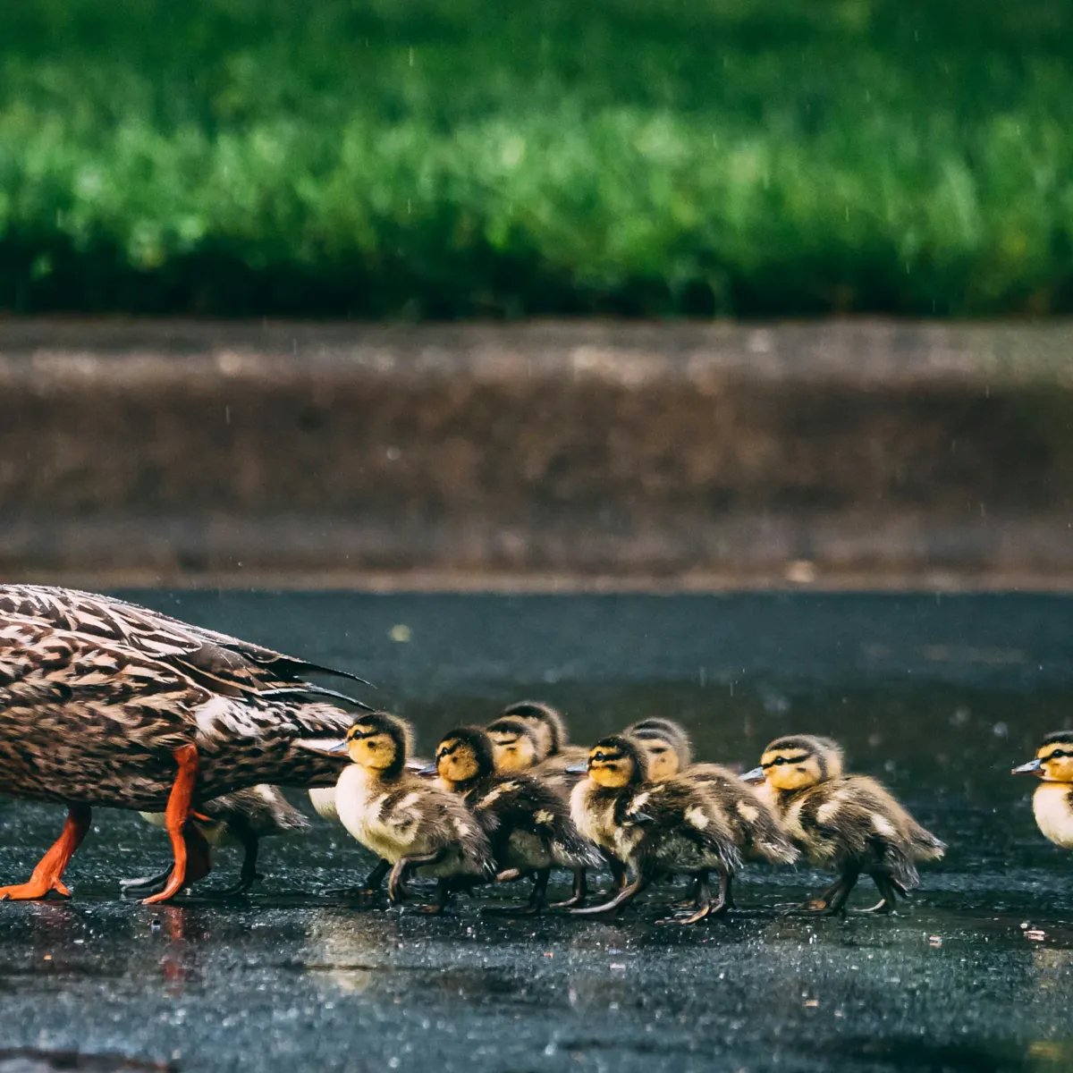 Pet Duck Ownership: A Comprehensive Guide to Imprinting and Humane Care